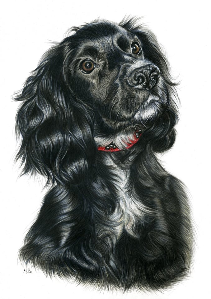 A coloured pencil portrait of a black Cocker Spaniel, completed using mainly black polychromos pencil