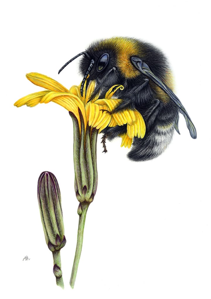 A bumblebee on a yellow flower, drawn using polychromos coloured pencils.